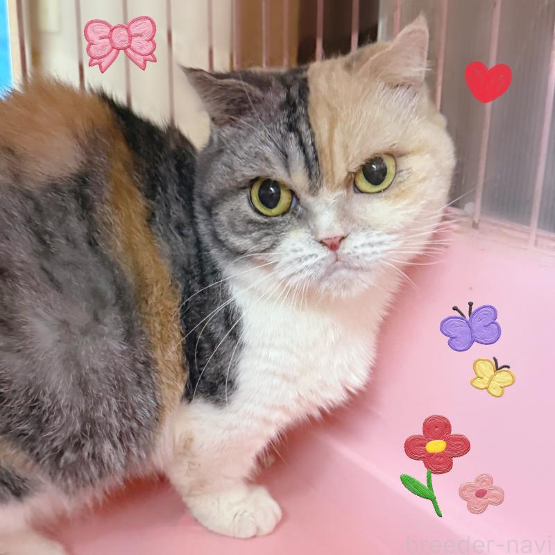 販売中の東京都のマンチカン(短足)-137400