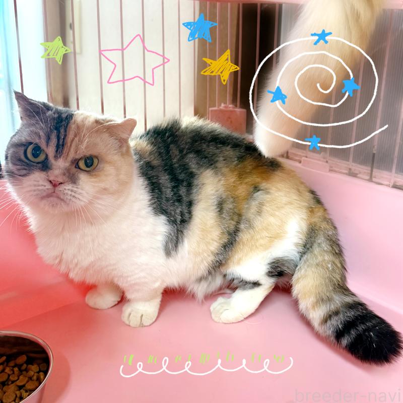 販売中の東京都のマンチカン(短足)-137400の5枚目