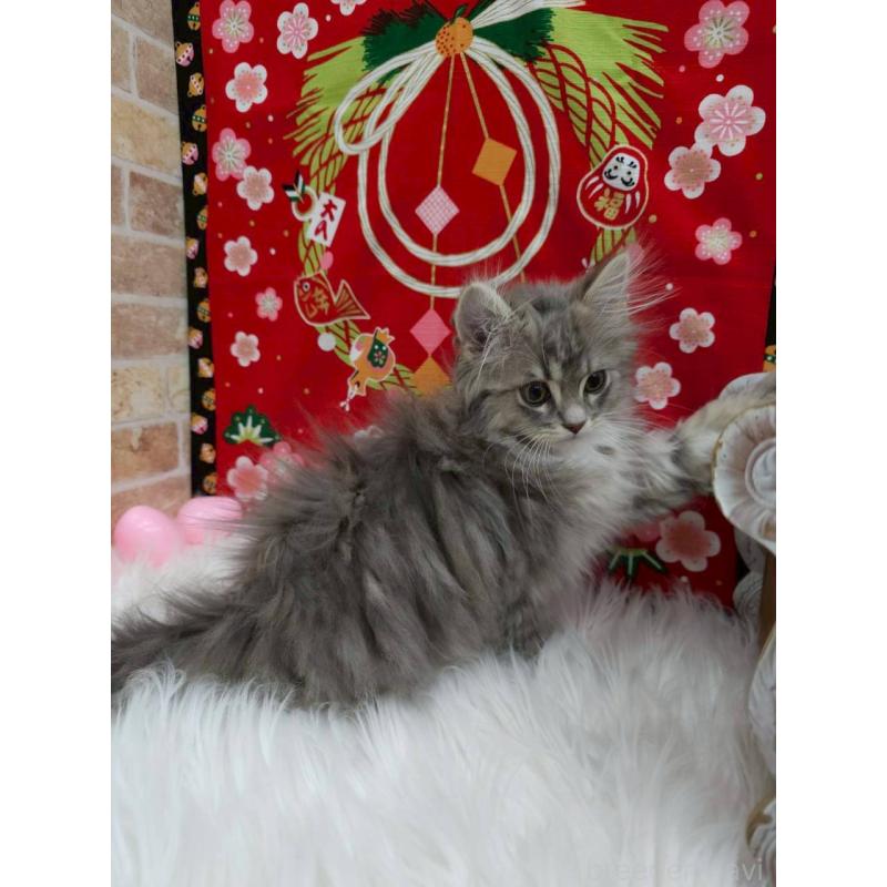 商談中の埼玉県のサイベリアン-132764の3枚目