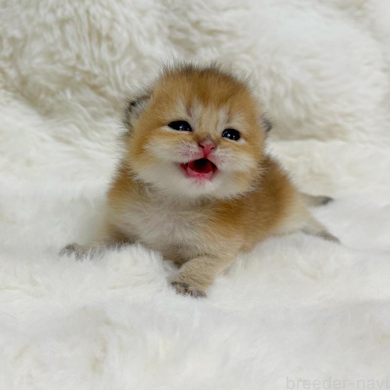 販売中の埼玉県のブリティッシュショートヘア-137399の1枚目