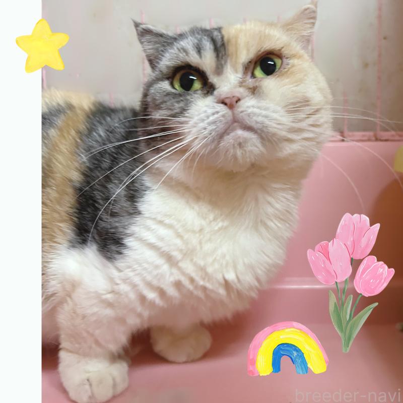 販売中の東京都のマンチカン(短足)-137400の4枚目