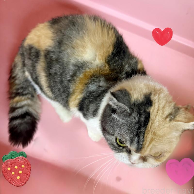 販売中の東京都のマンチカン(短足)-137400の3枚目