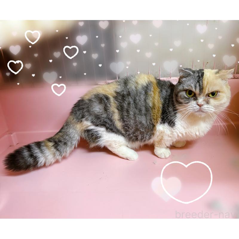 販売中の東京都のマンチカン(短足)-137400の2枚目