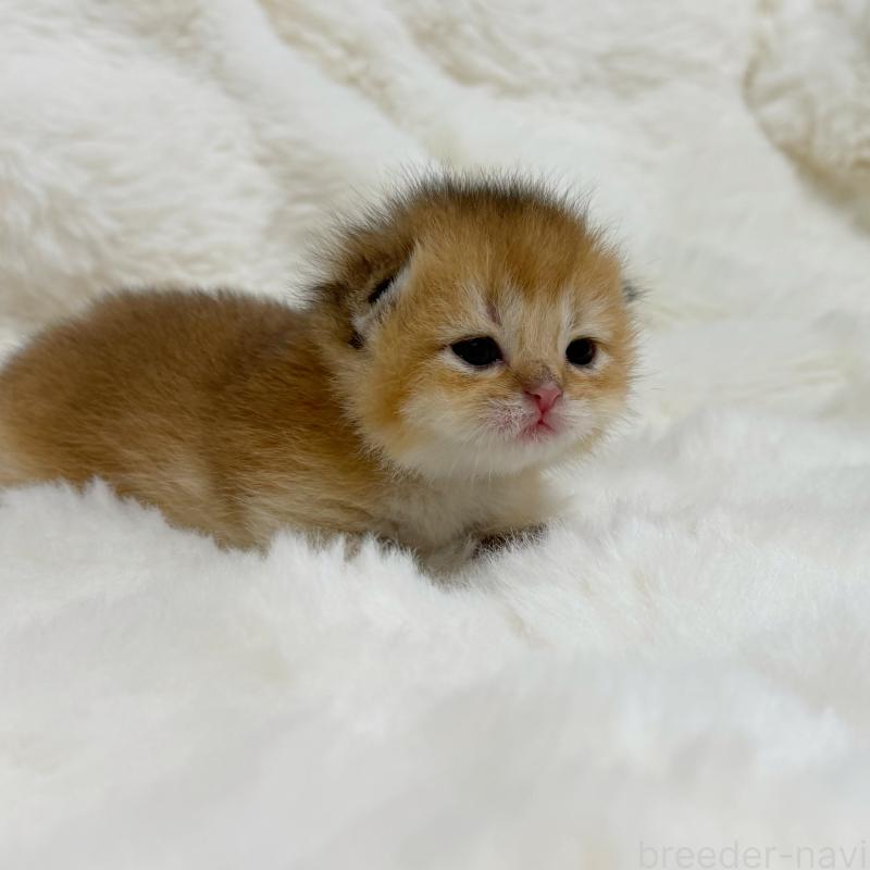 販売中の埼玉県のブリティッシュショートヘア-137399の5枚目