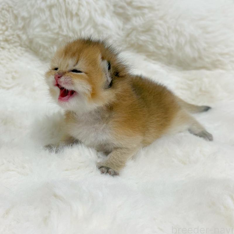 販売中の埼玉県のブリティッシュショートヘア-137399の4枚目