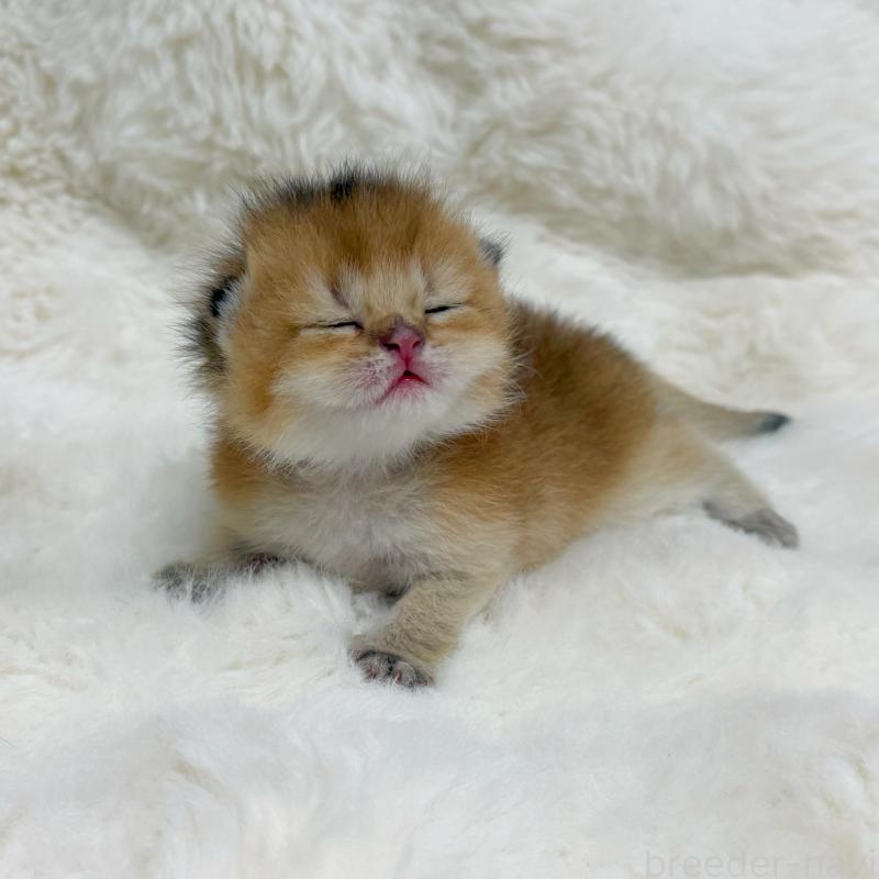 販売中の埼玉県のブリティッシュショートヘア-137399の3枚目