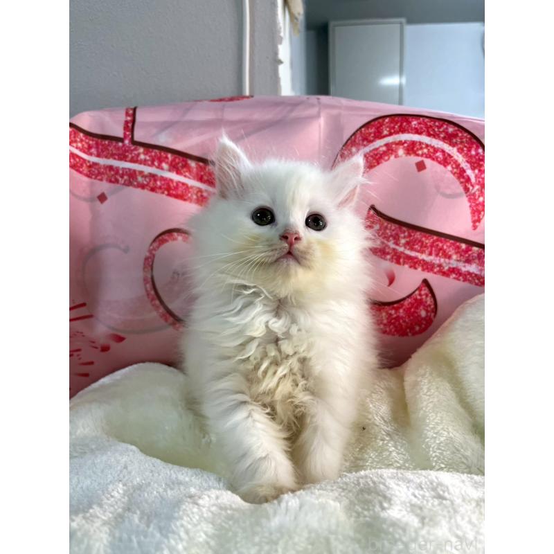 成約済の埼玉県のサイベリアン-136438の4枚目