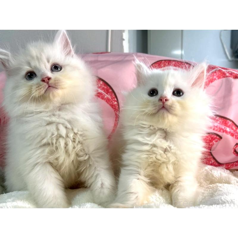 成約済の埼玉県のサイベリアン-136438の3枚目