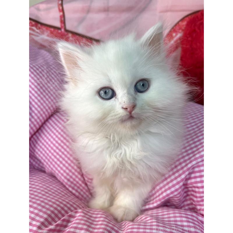 販売中の埼玉県のサイベリアン-136447の2枚目