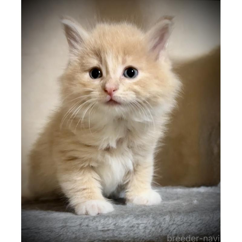 販売中の東京都のノルウェージャンフォレストキャット-137401の6枚目