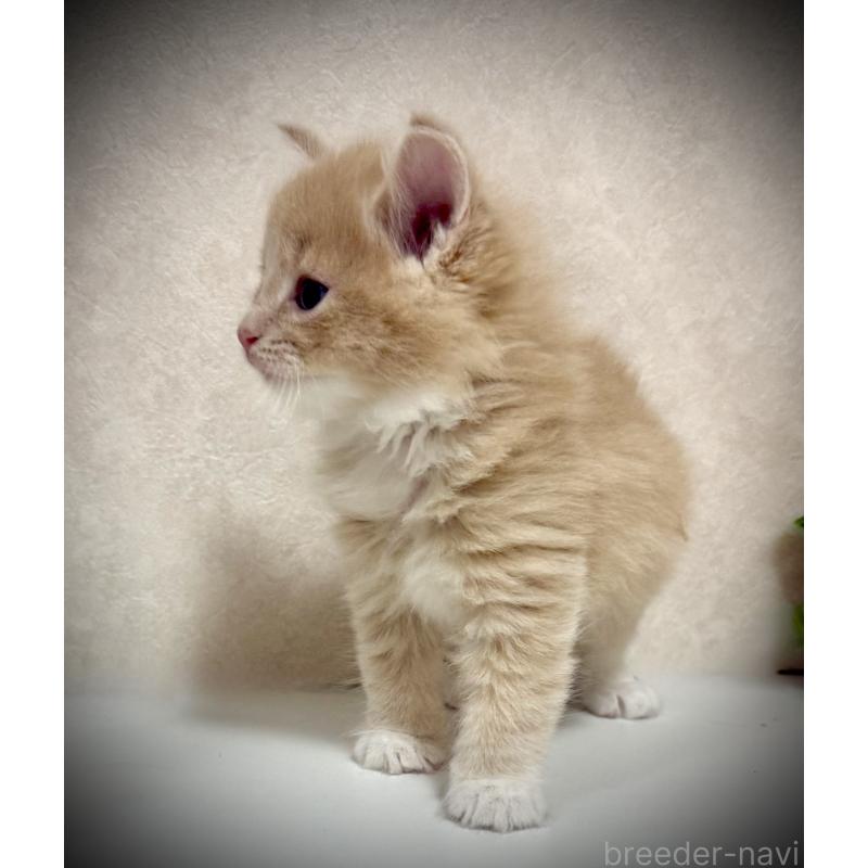 販売中の東京都のノルウェージャンフォレストキャット-137401の4枚目