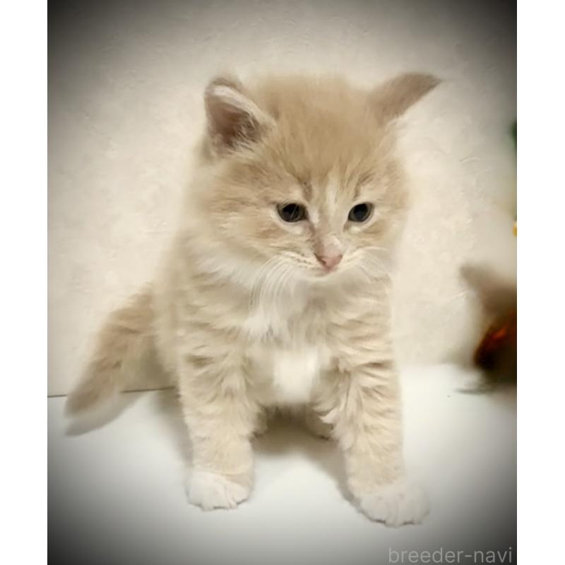 販売中の東京都のノルウェージャンフォレストキャット-137401の3枚目