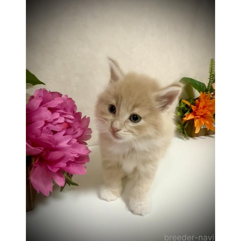 販売中の東京都のノルウェージャンフォレストキャット-137401の2枚目