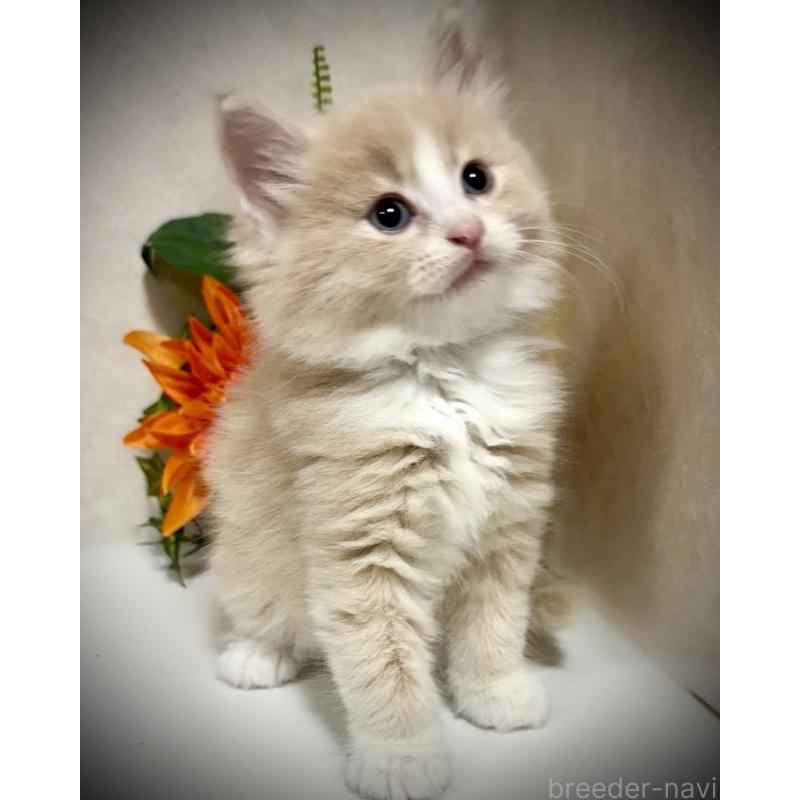 販売中の東京都のノルウェージャンフォレストキャット-137402の6枚目