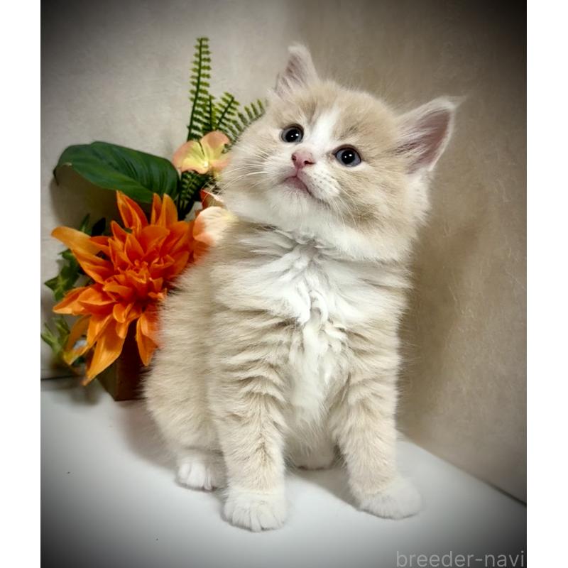 販売中の東京都のノルウェージャンフォレストキャット-137402の4枚目