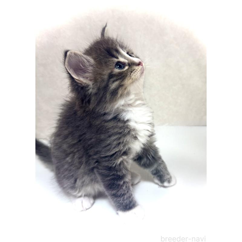 販売中の東京都のノルウェージャンフォレストキャット-137403の5枚目