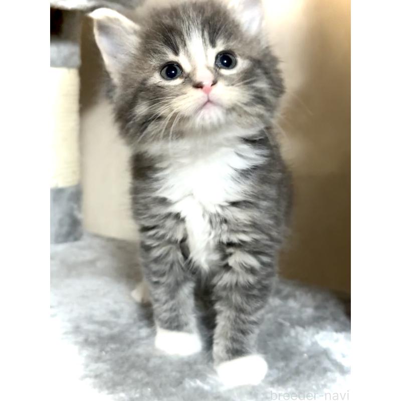 販売中の東京都のノルウェージャンフォレストキャット-137403の3枚目
