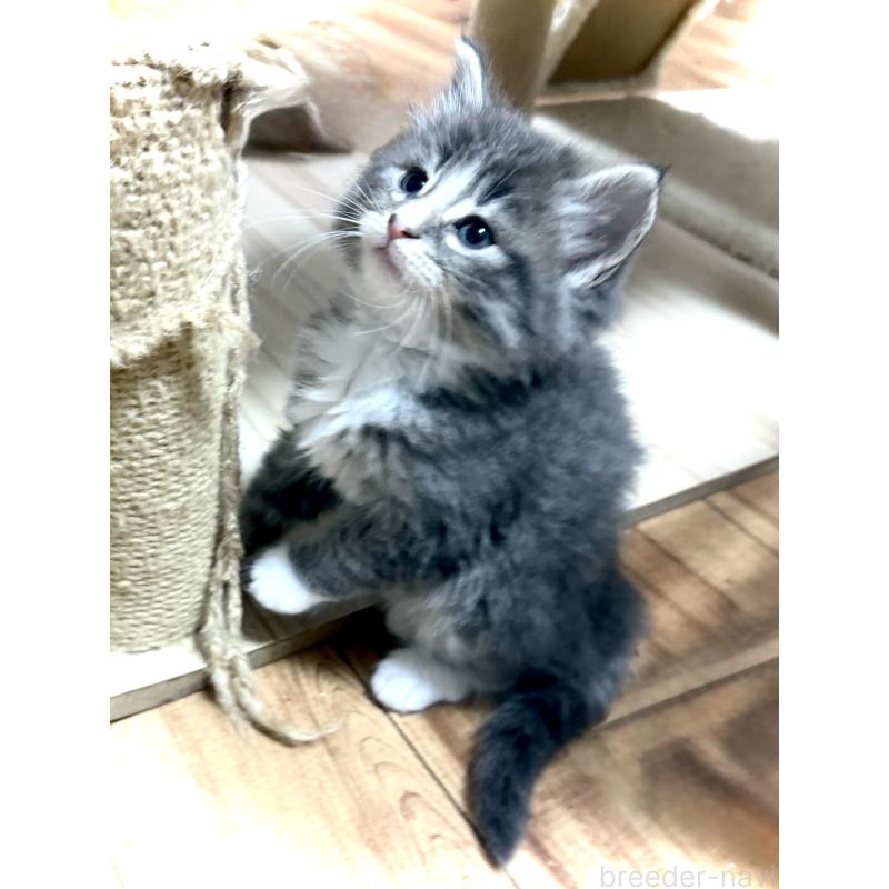 販売中の東京都のノルウェージャンフォレストキャット-137403の2枚目