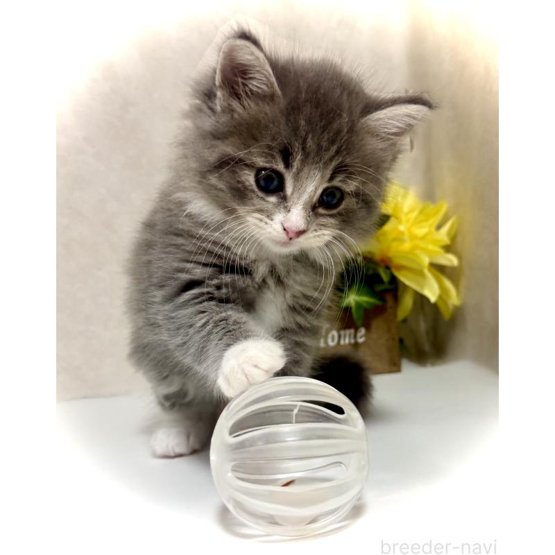 販売中の東京都のノルウェージャンフォレストキャット-137404の6枚目