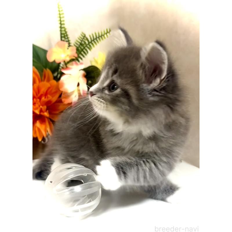 販売中の東京都のノルウェージャンフォレストキャット-137404の4枚目