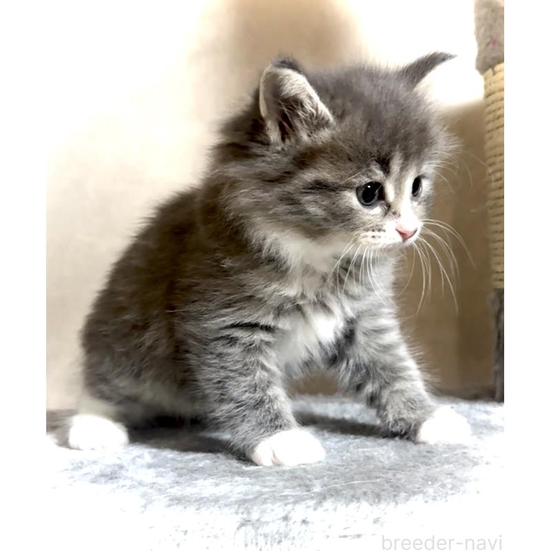 販売中の東京都のノルウェージャンフォレストキャット-137404の3枚目