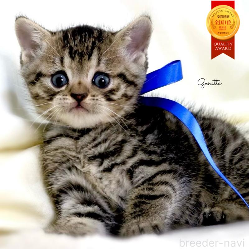 販売中の栃木県のジェネッタ-136374