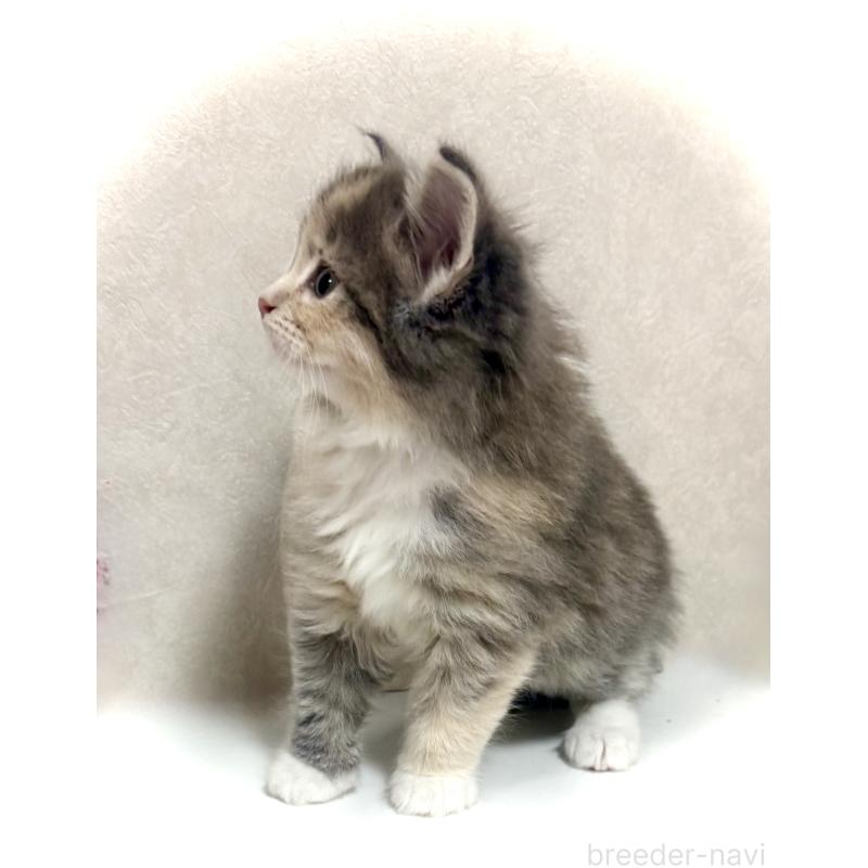 販売中の東京都のノルウェージャンフォレストキャット-137405の7枚目