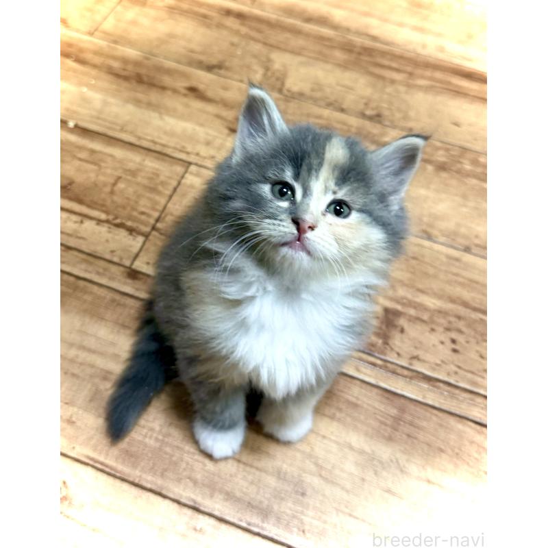 販売中の東京都のノルウェージャンフォレストキャット-137405の6枚目