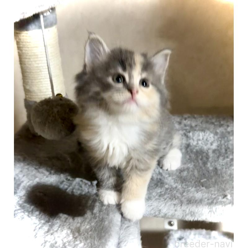 販売中の東京都のノルウェージャンフォレストキャット-137405の5枚目