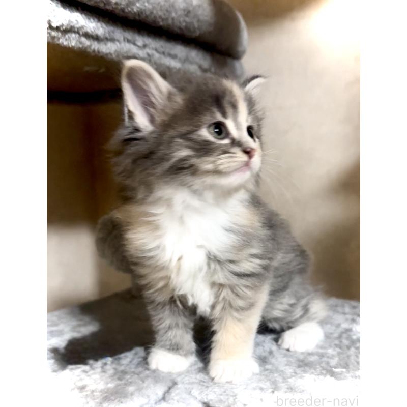 販売中の東京都のノルウェージャンフォレストキャット-137405の4枚目