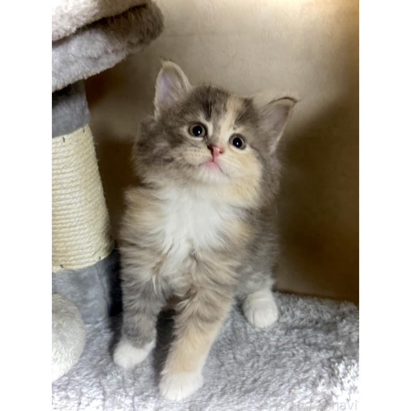 販売中の東京都のノルウェージャンフォレストキャット-137405の3枚目