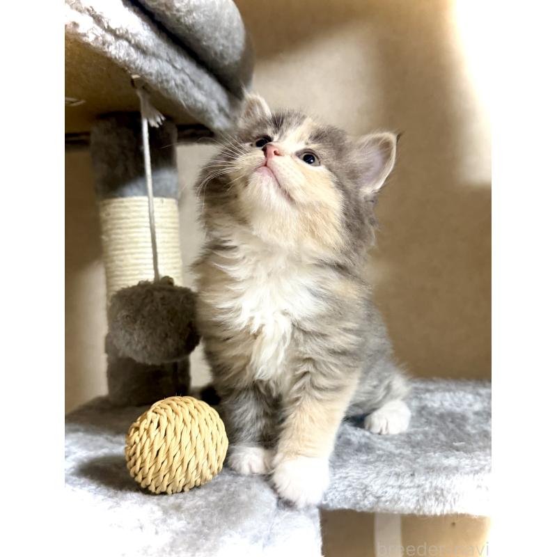 販売中の東京都のノルウェージャンフォレストキャット-137405の2枚目