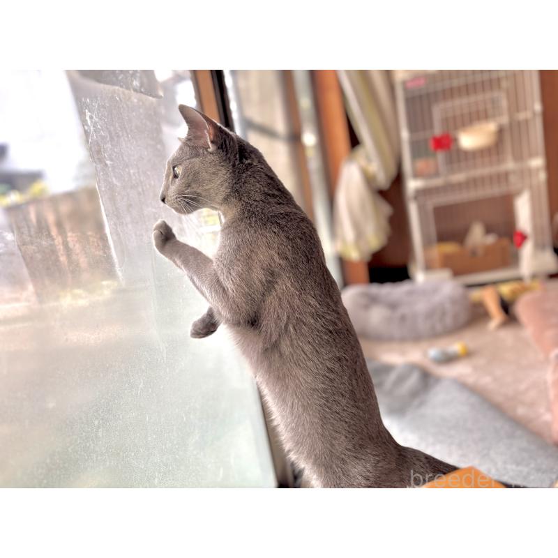 販売中の静岡県のロシアンブルー-131329の3枚目