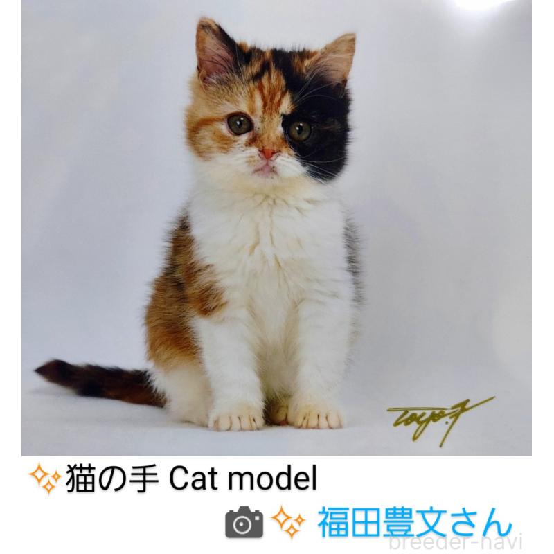 販売中の千葉県のミヌエット-134902の2枚目