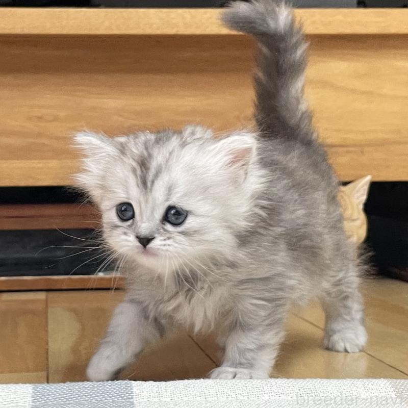 販売中の愛知県のミヌエット-136423