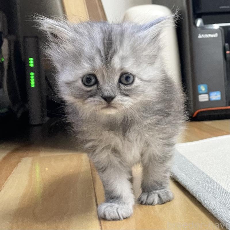 販売中の愛知県のミヌエット-136426