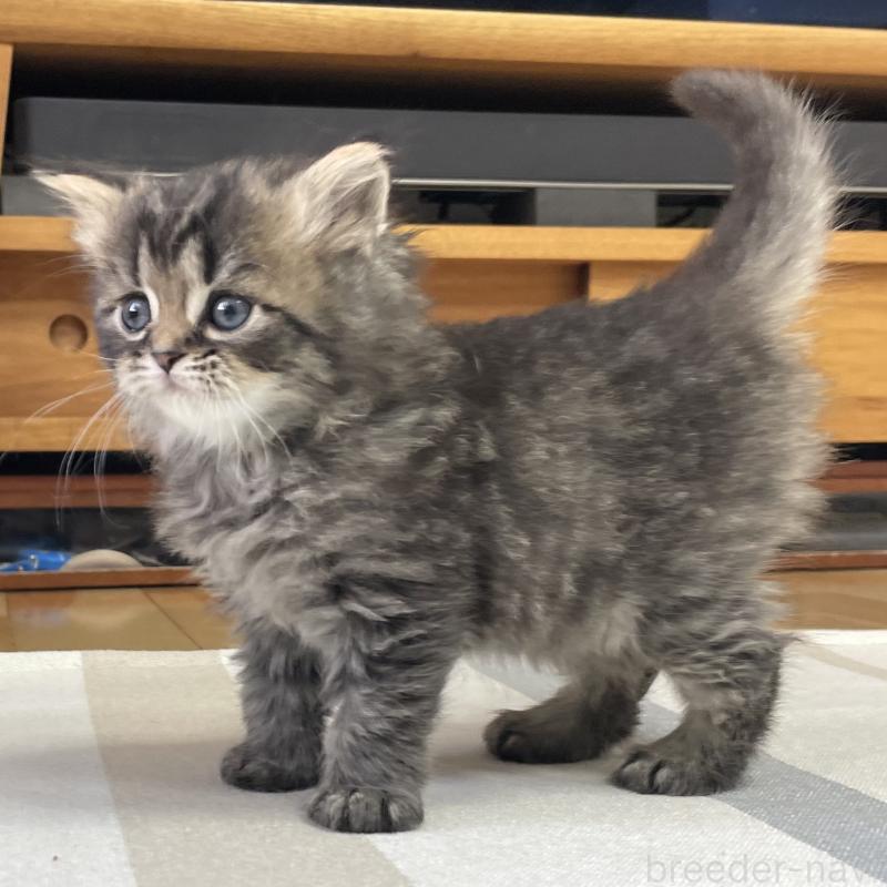 販売中の愛知県のミヌエット-136427