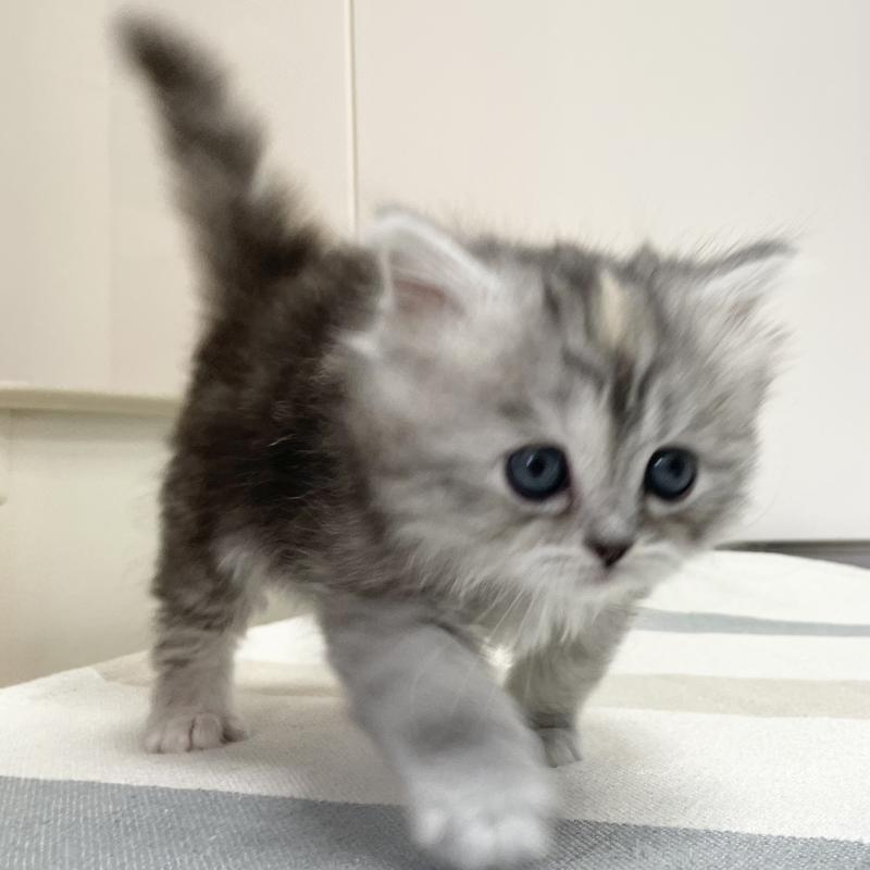 販売中の愛知県のミヌエット-136428