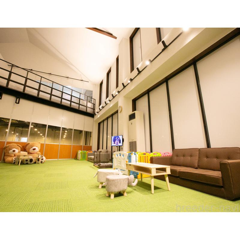 販売中の茨城県のマンチカン-128573の2枚目