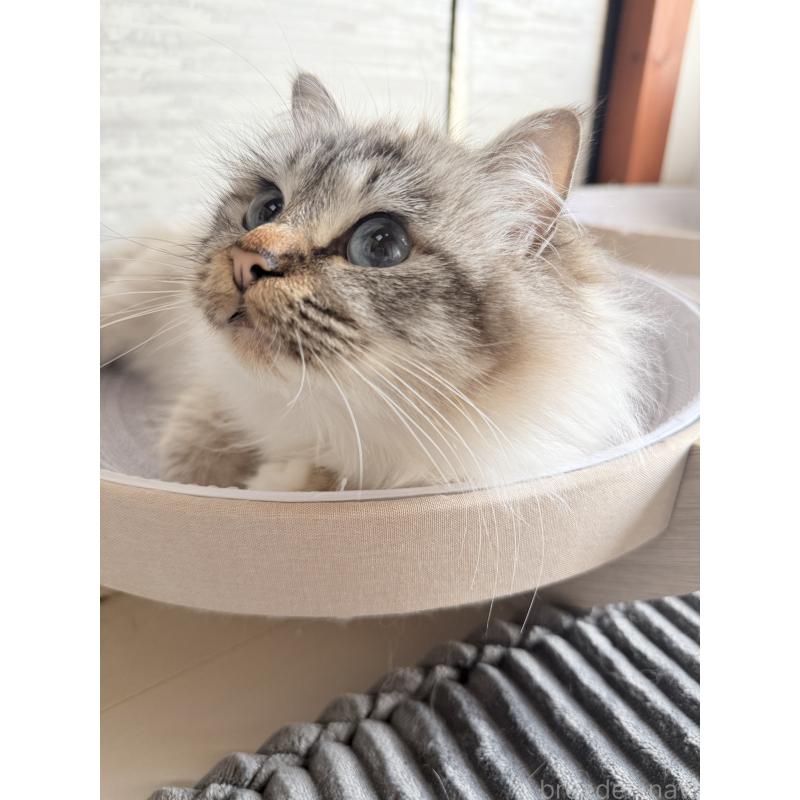 Utopia(ウトピア)ちゃん1枚目