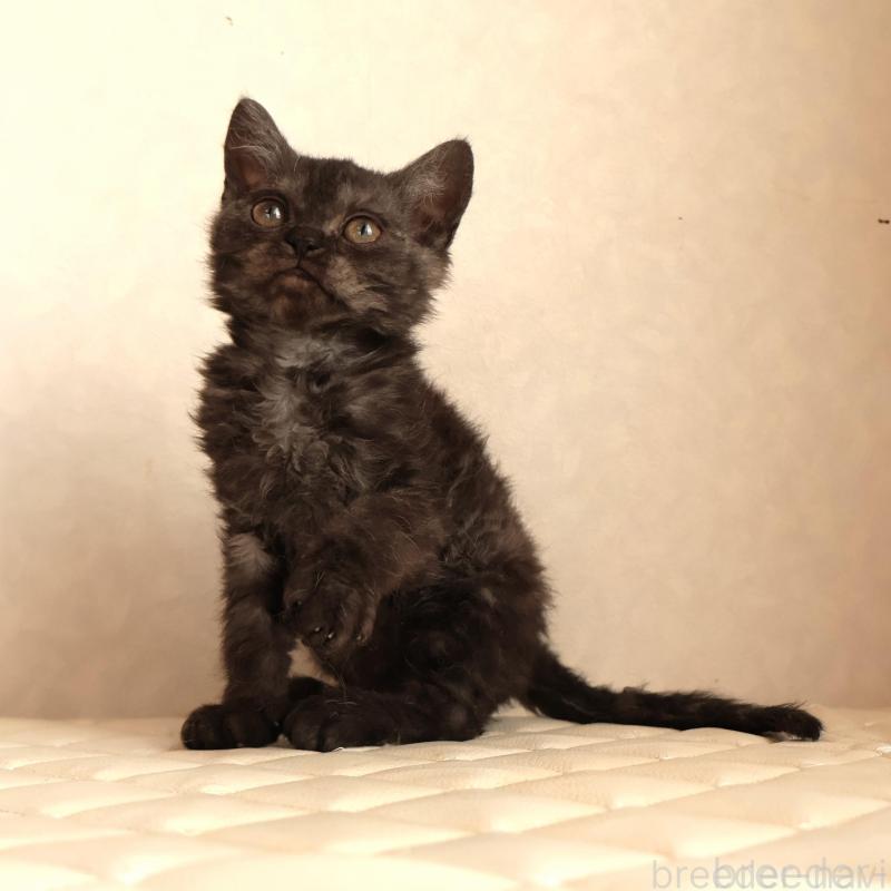 販売中の静岡県のセルカークレックス-134431の5枚目