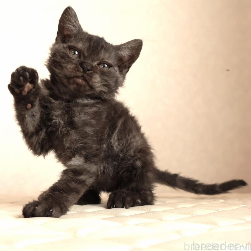 販売中の静岡県のセルカークレックス-134431の2枚目