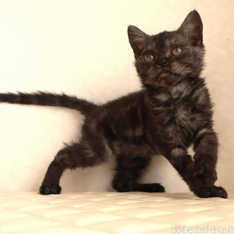 販売中の静岡県のセルカークレックス-134431