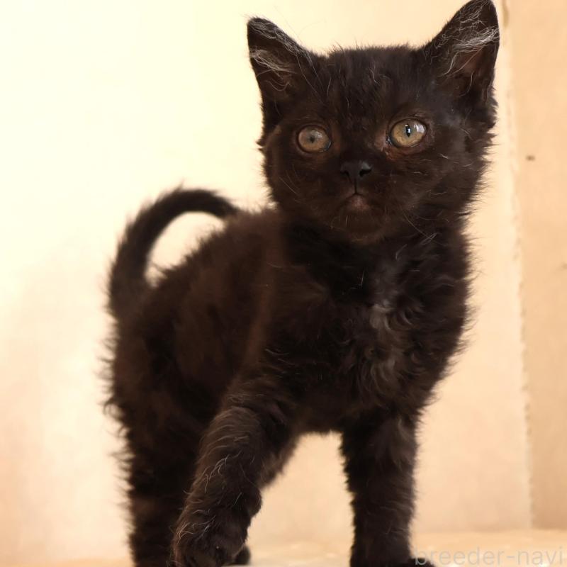 販売中の静岡県のセルカークレックス-134430の5枚目