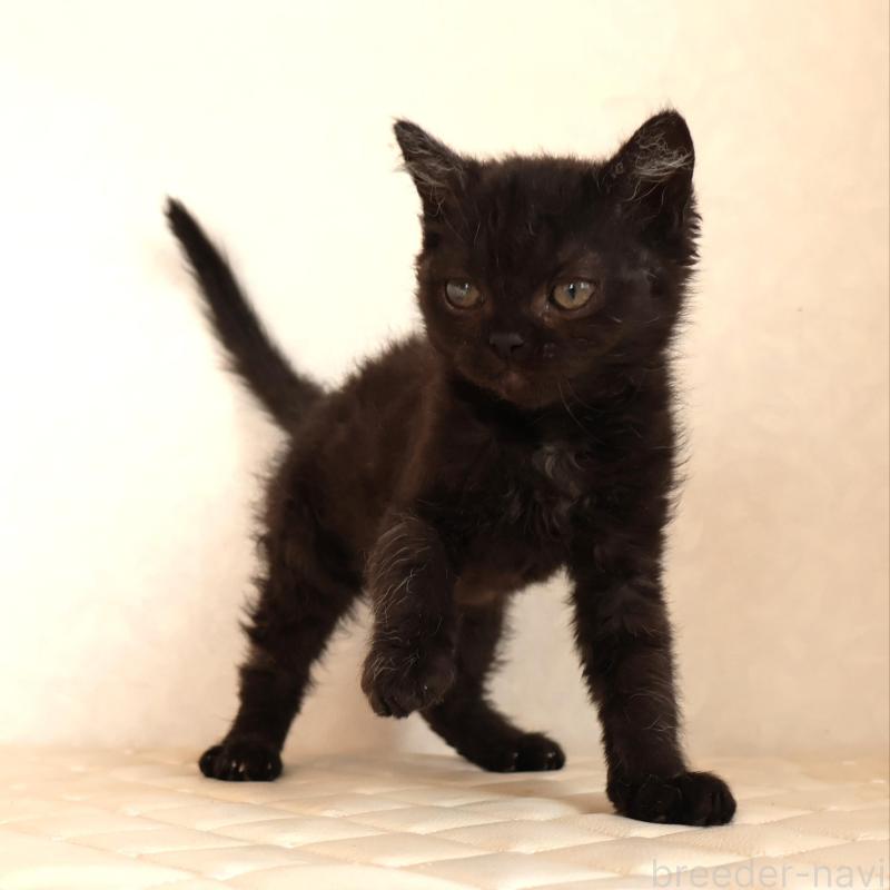 販売中の静岡県のセルカークレックス-134430の4枚目