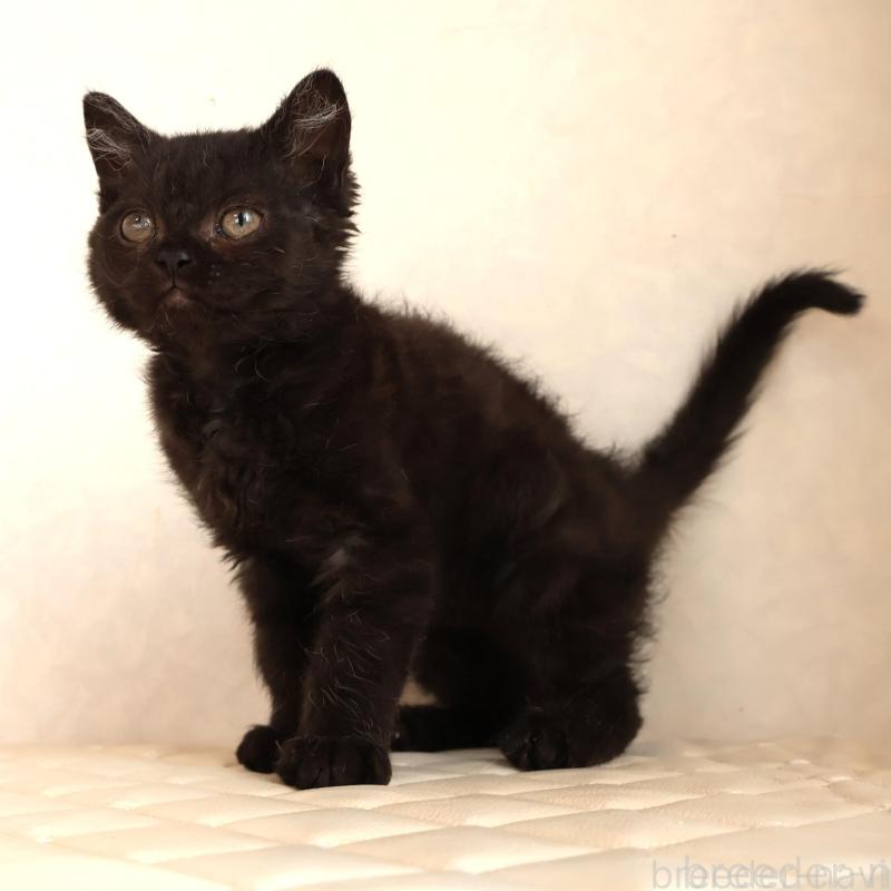 販売中の静岡県のセルカークレックス-134430の1枚目