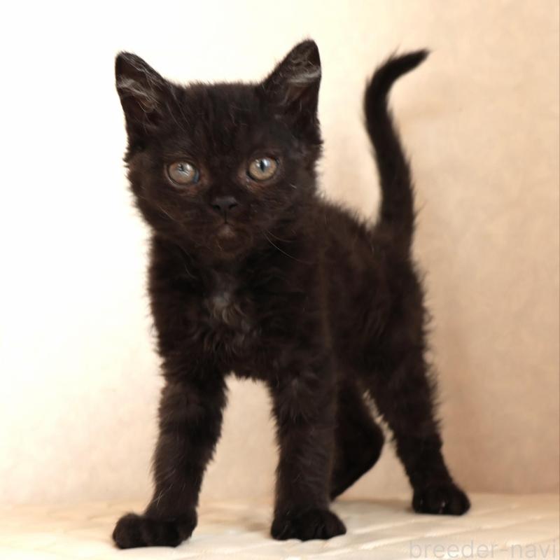 販売中の静岡県のセルカークレックス-134430の3枚目