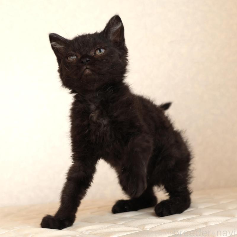 販売中の静岡県のセルカークレックス-134430の2枚目