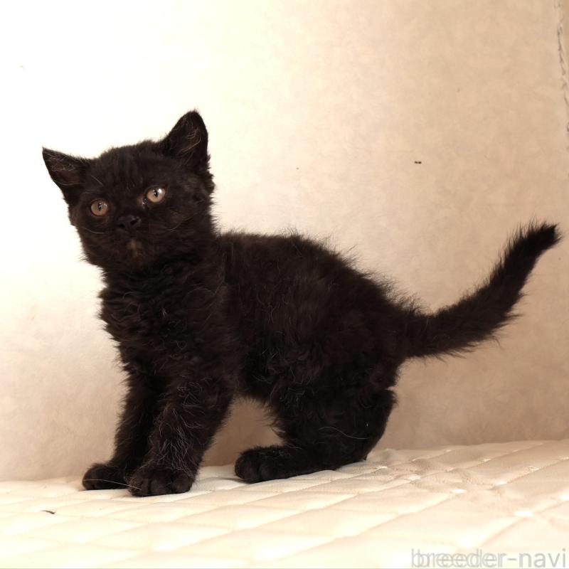 販売中の静岡県のセルカークレックス-134432の5枚目