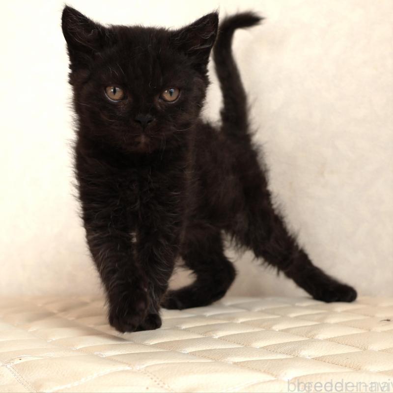 販売中の静岡県のセルカークレックス-134432の4枚目